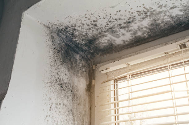 Affordable Mold Removal solutions in Belvidere, IL